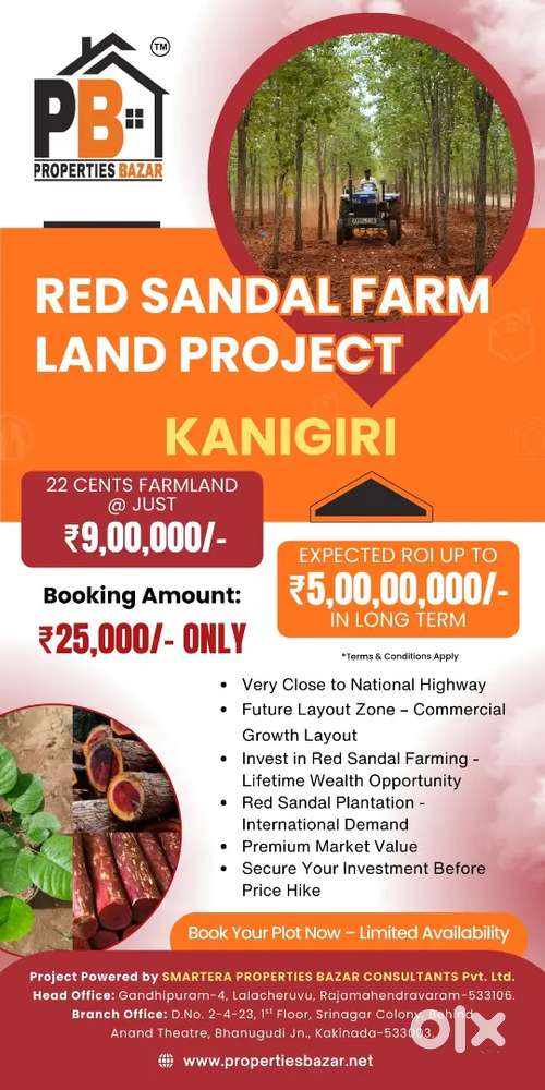 kanigiri lo red sandal farming plots