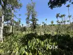 4 ACRE COFFEE LAND FOR SALE  IN KENICHIRA
