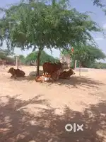 जीव सेवा गो सेवा
