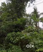 82 cent plot with rubber plantation