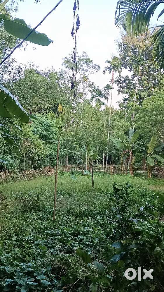 Land  for sale 2 kotha