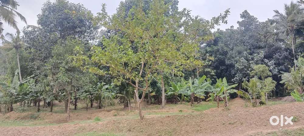 River view plot @ Peyad, near Kulasekaram bridge