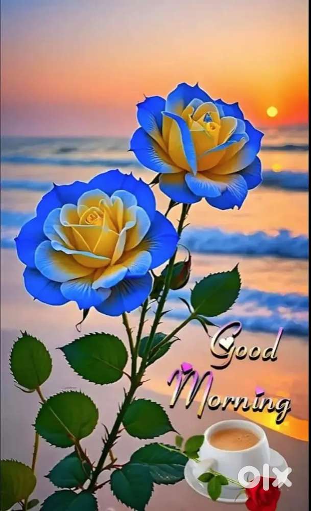 Staff needed for fish shop