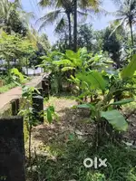 ചങ്ങനാശേരി കുറിച്ചി വില്ലേജിൽ സ്ഥലം വില്പനക്,