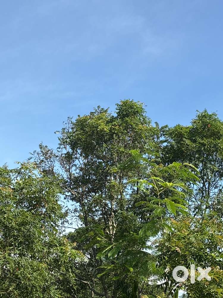 Land for sale @Vihokhu village