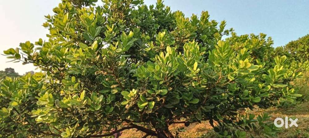 Agriculture land to sell near मार्लेश्वर phata बावनदी पूल शेलार फार्म