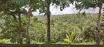 2 Acres for Sale near Nadavayal – Pulpally Road, Wayanad