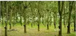 Land for sale near Bharananganam