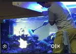 Fish tank cleaning