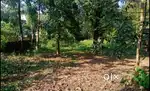 7 cent land for sale in kanjoor,near airport,aluva,angamaly,kochi
