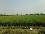 1 Killa for sale in Free Zone Sutana Panipat