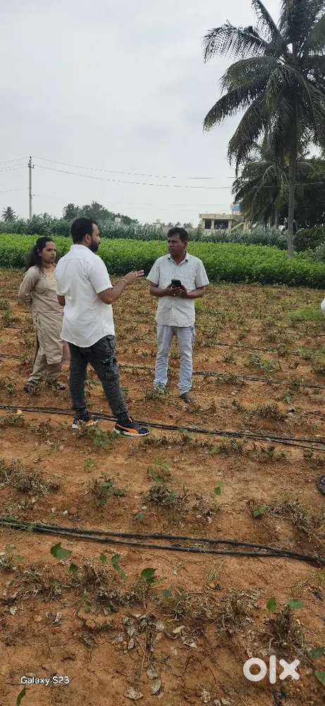 Royal sky properties