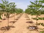 Agriculture lands for sale