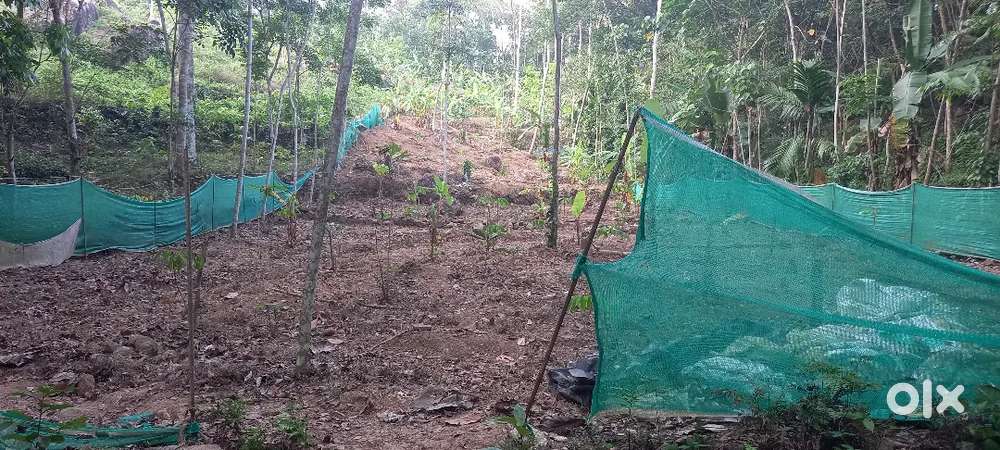 25 cent for sale in Kunthalacodu, Vazhichal, best for building