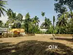 Chakkai, karikkakam ( no brockers )