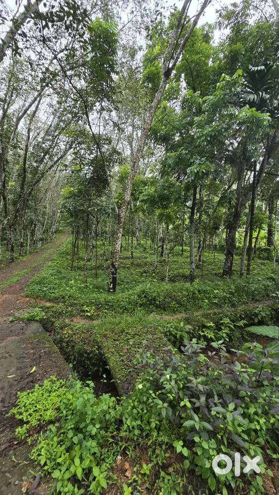 17 Cent Land for Sale – Road Access  Good Neighborhood