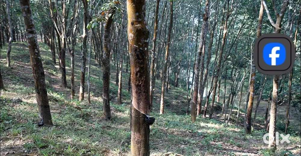 Urgent sale of Rubber Bagan in Nagichera