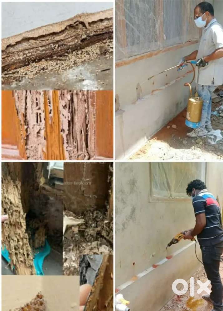 Pest control (chithal) work.Yazljo pest control