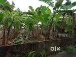 7.450 Cent Plot