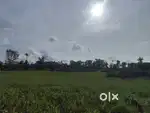 Farm land for sale Mulanthuruthy
