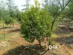 22 సెంట్స్ ₹9 లక్షలకే శ్రీగంధం మొక్కలతో అద్దంకి