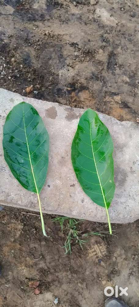 Plot for sale in Shamli nehar k niche kaka nagar k barabar wali colony