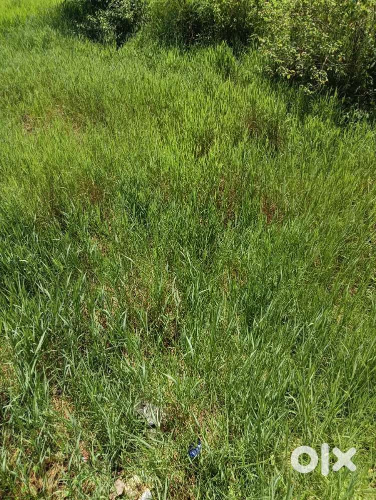 khali plot 10 decim sale karna hai