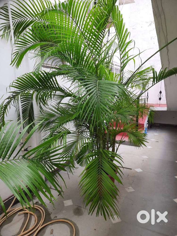 Full grown palm and money plants with pots
