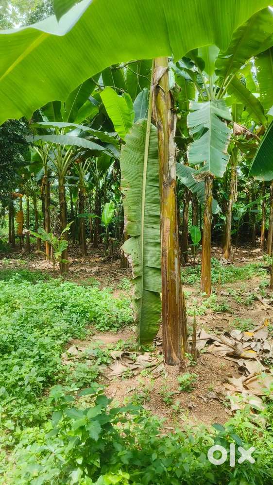 30,15,30 cent plots.