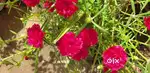 Portaluca Grandiflora Red