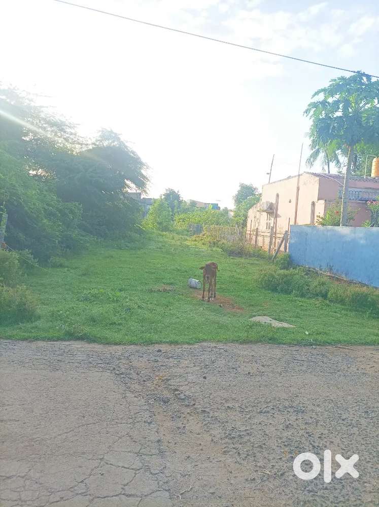 Own property with patta land