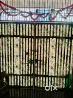 Rented house