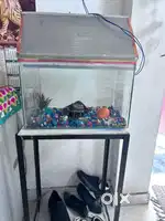 Fish aquarium