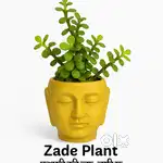 Zade Plant[जेड पौधा]