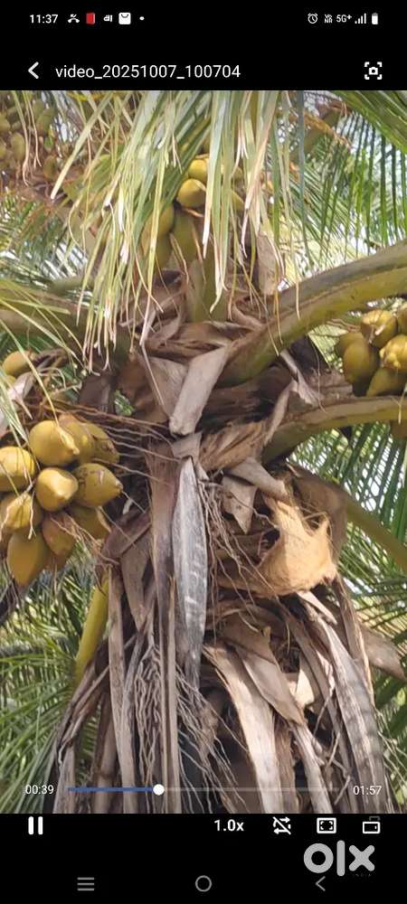 5.5 acer for sale coconut farm 450 trees free eb  total price 2.20cr