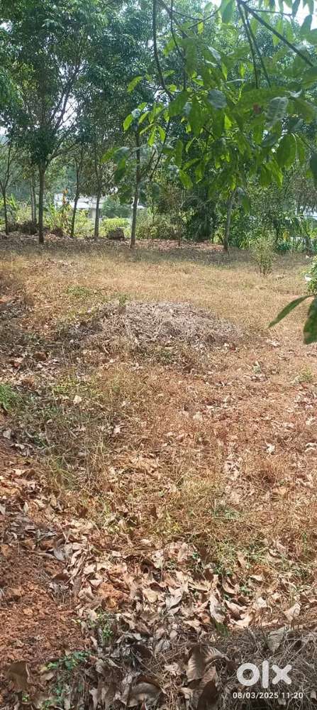 Vettickal indpendend plot for sale.