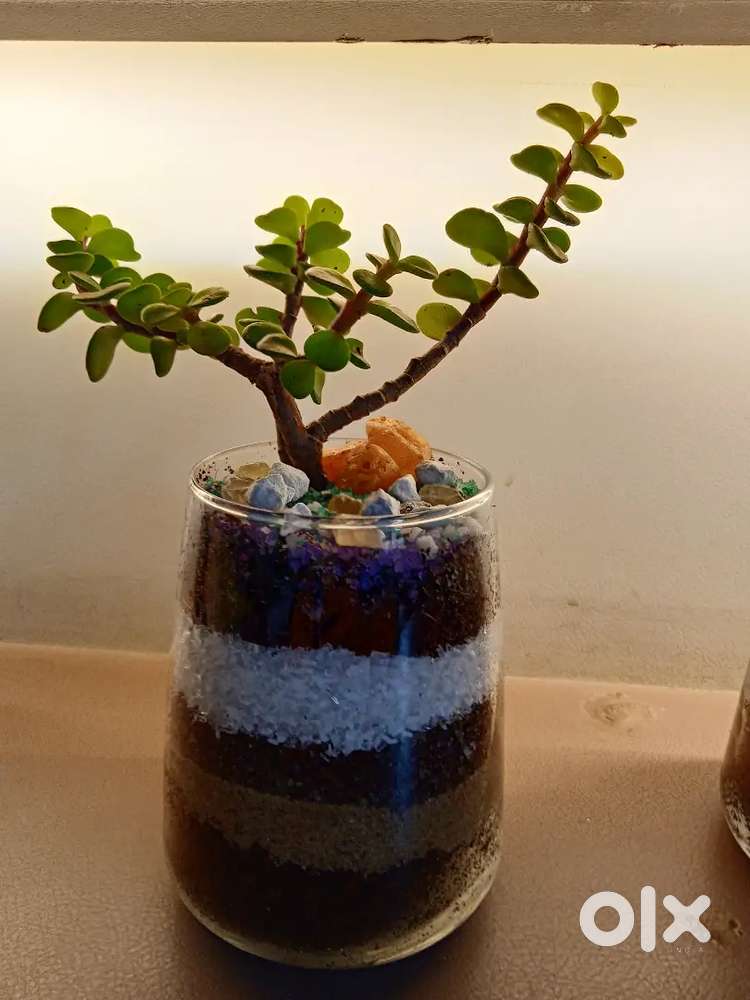 Decorative Glass with Live Succulents - Home Decor