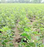 4 acre agriculture land