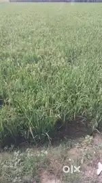 4 killa land  Sanauli Zirakpur