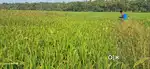 Agriculture land ,പാടം for sale,15 പറ, porkulam, kunnamkulam