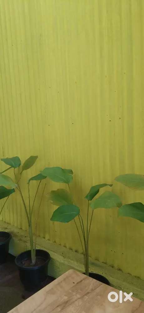 15 cent plot 1600 sqft House