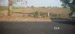21 lakh per bigha