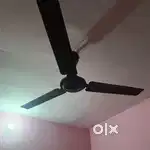 Polar ceiling fan