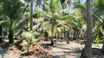 94 cent thooppu for sale Suchindrum near nalloor