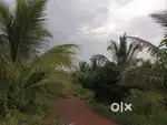 5 ACRE COCONUT AND MANGO TREE at Malaparamb palachode