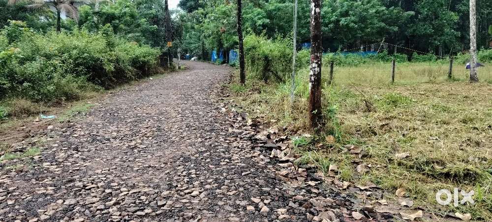 7cent അരീപ്പറമ്പ്  സ്കൂളിന് പടിഞ്ഞാറു വശം 1.90 ഒരു സെന്റ് ന് വില