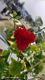 Plants urgent sale