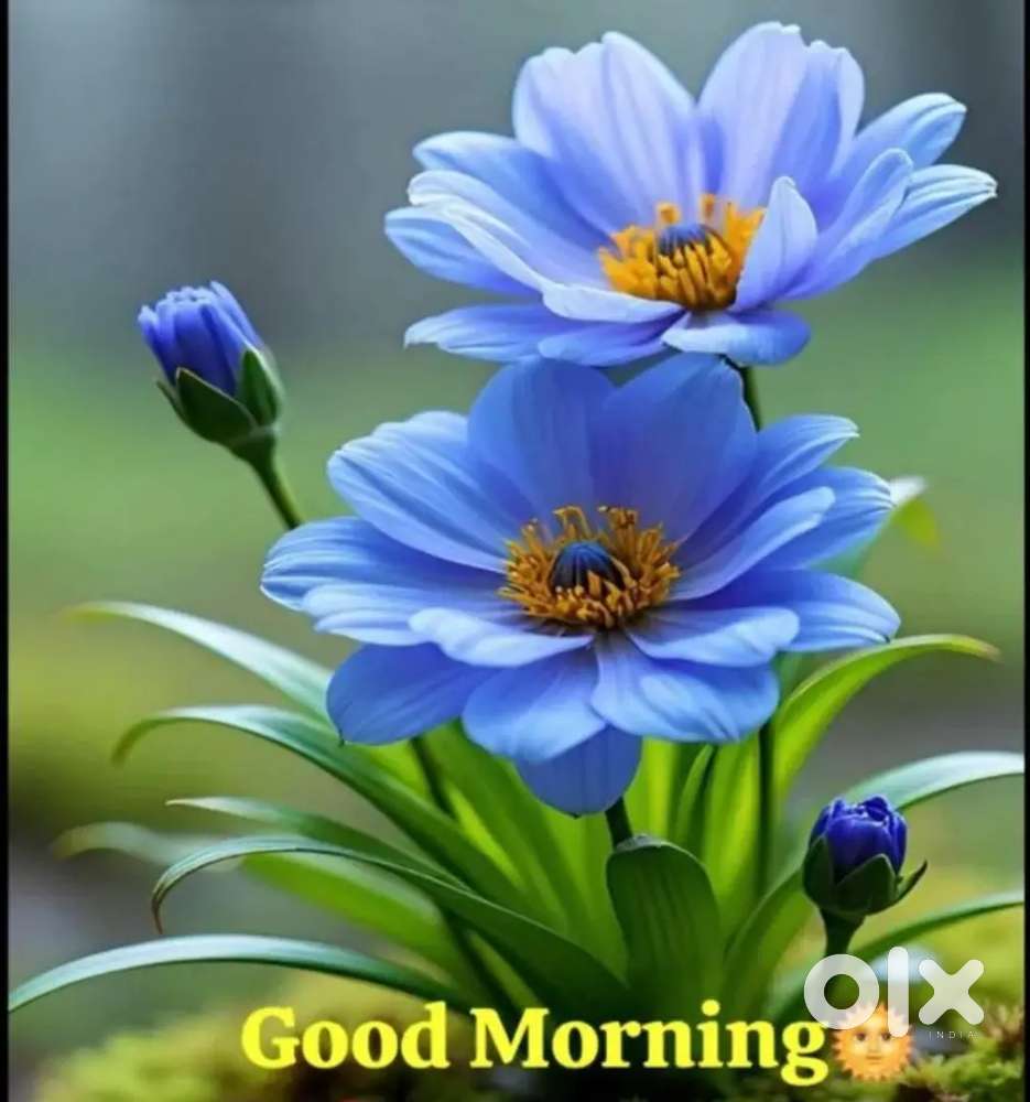 South Indian restaurant staff chahiye ,  Raipur