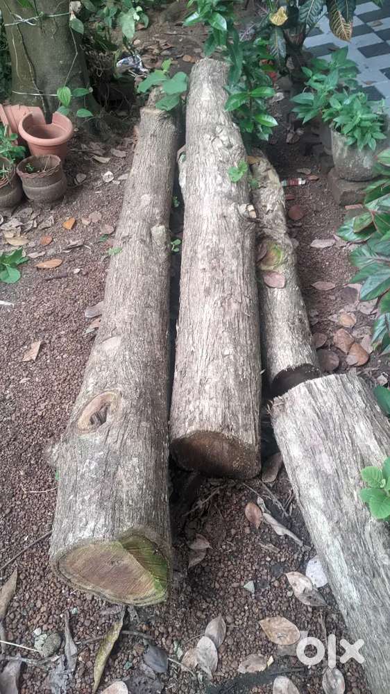 Premium Teakwood for Sale – Durable & Elegant
