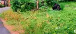 5 cent plot ചേർത്തല കുറ്റിക്കാട്ട് ജംഗ്ഷൻ കടമുറി വെക്കാനും വീട് വെക്കാ